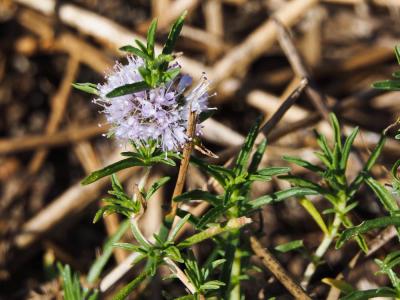 Menthe des cerfs Mentha cervina L., 1753