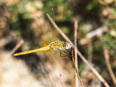 Sympétrum de Fonscolombe (Le) Sympetrum fonscolombii (Selys, 1840)
