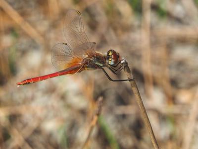 Sympétrum de Fonscolombe (Le) Sympetrum fonscolombii (Selys, 1840)