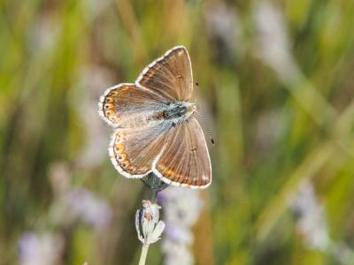 Azuré bleu-céleste (L'), Bel-Argus (Le), Argus ble Lysandra bellargus (Rottemburg, 1775)