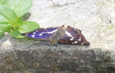 Grand mars changeant (Le), Grand Mars (Le), Chatoy Apatura iris (Linnaeus, 1758)