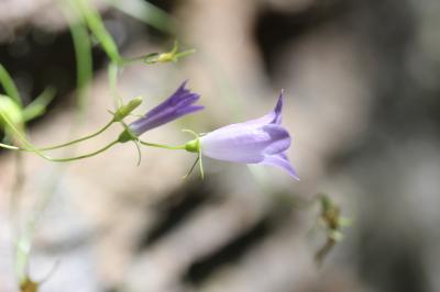 Campanule à feuilles rondes Campanula rotundifolia L., 1753