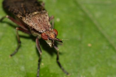  Euthycera cribrata (Rondani, 1868)