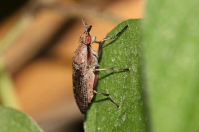  Euthycera cribrata (Rondani, 1868)