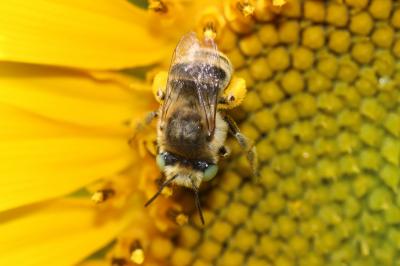 Héliophile commune Anthophora bimaculata (Panzer, 1798)