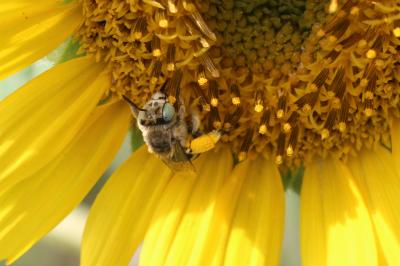 Héliophile commune Anthophora bimaculata (Panzer, 1798)