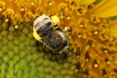 Héliophile commune Anthophora bimaculata (Panzer, 1798)