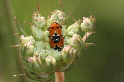 Coccinelle des friches Hippodamia variegata (Goeze, 1777)