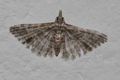  Alucita Linnaeus, 1758
