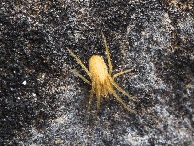  Larinia lineata (Lucas, 1846)