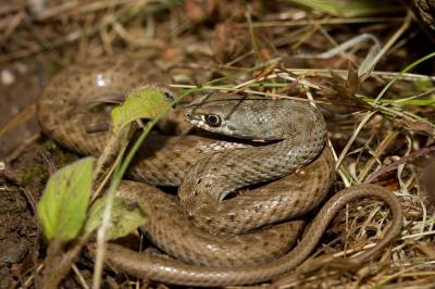 Couleuvre de Montpellier Malpolon monspessulanus (Hermann, 1804)