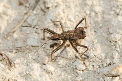 Rèduve à pattes rouges Rhynocoris erythropus (Linnaeus, 1767)
