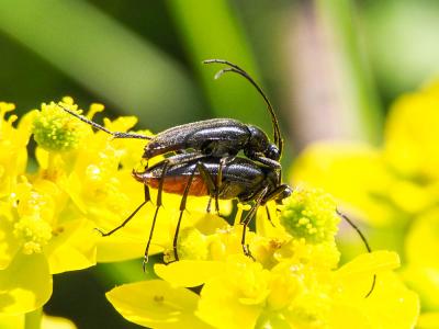 Lepture noir Stenurella nigra (Linnaeus, 1758)