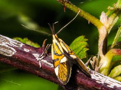  Alabonia geoffrella (Linnaeus, 1767)