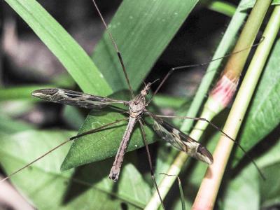 Cousin, Faucheux Tipula maxima Poda, 1761