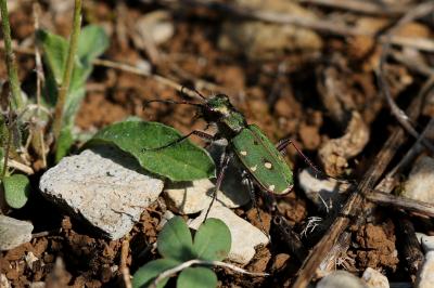 Cicindela campestris nigrita Dejean, 1825
