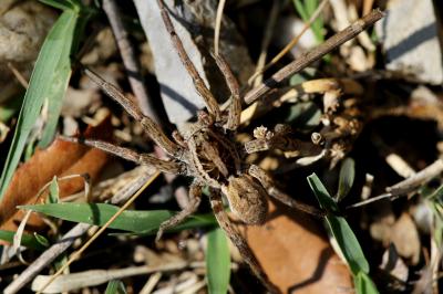 Lycose tarentuline Hogna radiata (Latreille, 1817)
