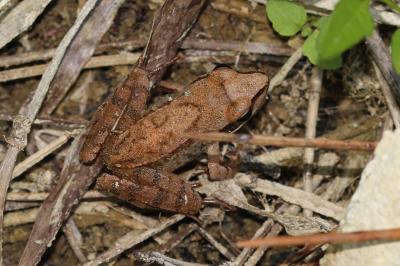 Grenouille agile Rana dalmatina Fitzinger in Bonaparte, 1838