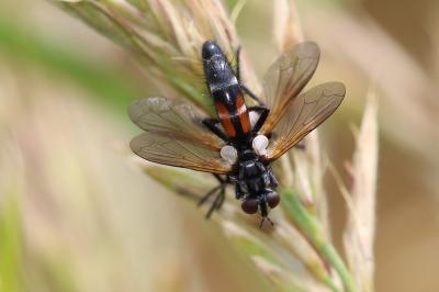  Cylindromyia Meigen, 1803