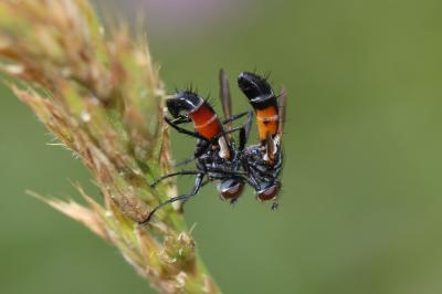  Cylindromyia Meigen, 1803