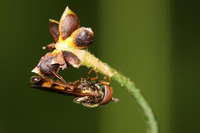  Melanostoma mellinum (Linnaeus, 1758)