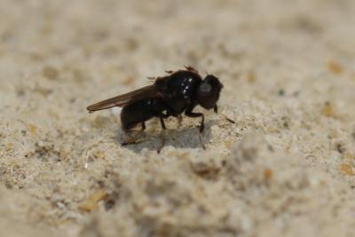  Athyroglossa glabra (Meigen, 1830)