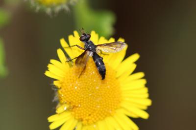  Cylindromyia rufipes (Meigen, 1824)
