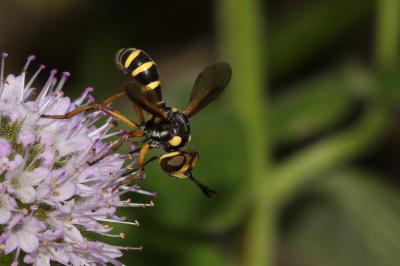  Conops scutellatus Meigen, 1804