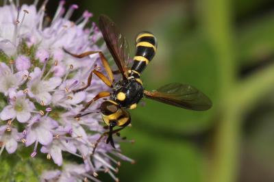  Conops scutellatus Meigen, 1804