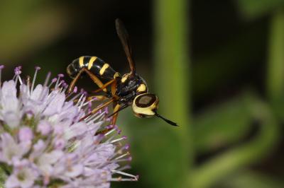  Conops scutellatus Meigen, 1804