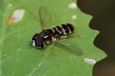  Paragus quadrifasciatus Meigen, 1822
