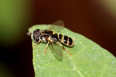  Paragus quadrifasciatus Meigen, 1822