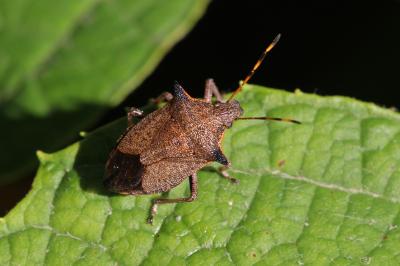 Asopine Picromerus nigridens (Fabricius, 1803)