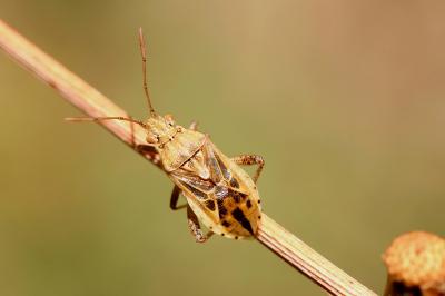  Stictopleurus abutilon (Rossi, 1790)