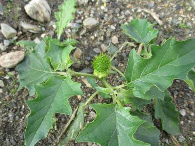 Stramoine, Herbe à la taupe, Datura officinale Datura stramonium L., 1753