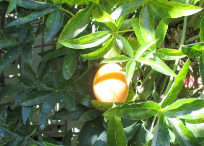 Passiflore, Fruit de la passion, Grenadille Passiflora caerulea L., 1753