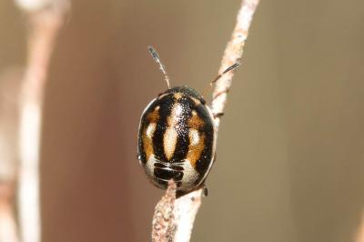  Neottiglossa leporina (Herrich-Schäffer, 1830)