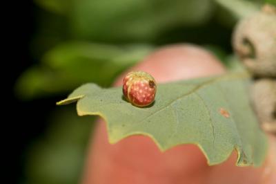  Cynips longiventris Hartig, 1840