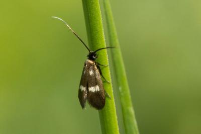  Cauchas fibulella (Denis & Schiffermüller, 1775)