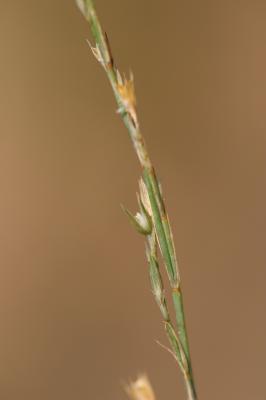 Bufonie paniculée Bufonia paniculata Dubois ex Delarbre, 1800