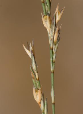 Bufonie paniculée Bufonia paniculata Dubois ex Delarbre, 1800