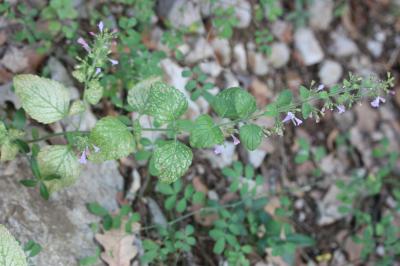 Sarriette à feuilles de Menthe Clinopodium nepeta subsp. sylvaticum (Bromf.) Peruzzi & F.Conti, 2008