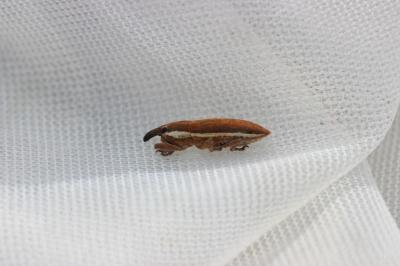  Lixus ochraceus Boheman, 1842