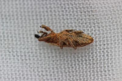  Lixus ochraceus Boheman, 1842