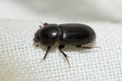  Nialus varians (Duftschmid, 1805)