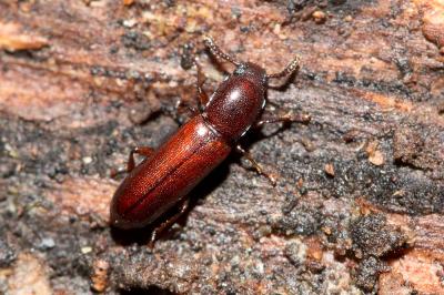  Corticeus unicolor Piller & Mitterpacher, 1783