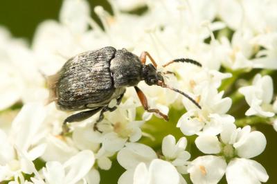  Bruchus atomarius (Linnaeus, 1760)
