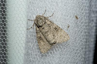 Noctuelle mégacéphale (La) Acronicta megacephala (Denis & Schiffermüller, 1775)