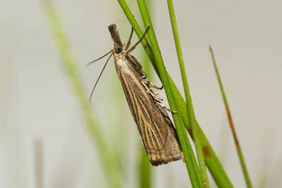  Chrysoteuchia culmella (Linnaeus, 1758)