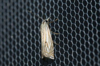  Crambus lathoniellus (Zincken, 1817)